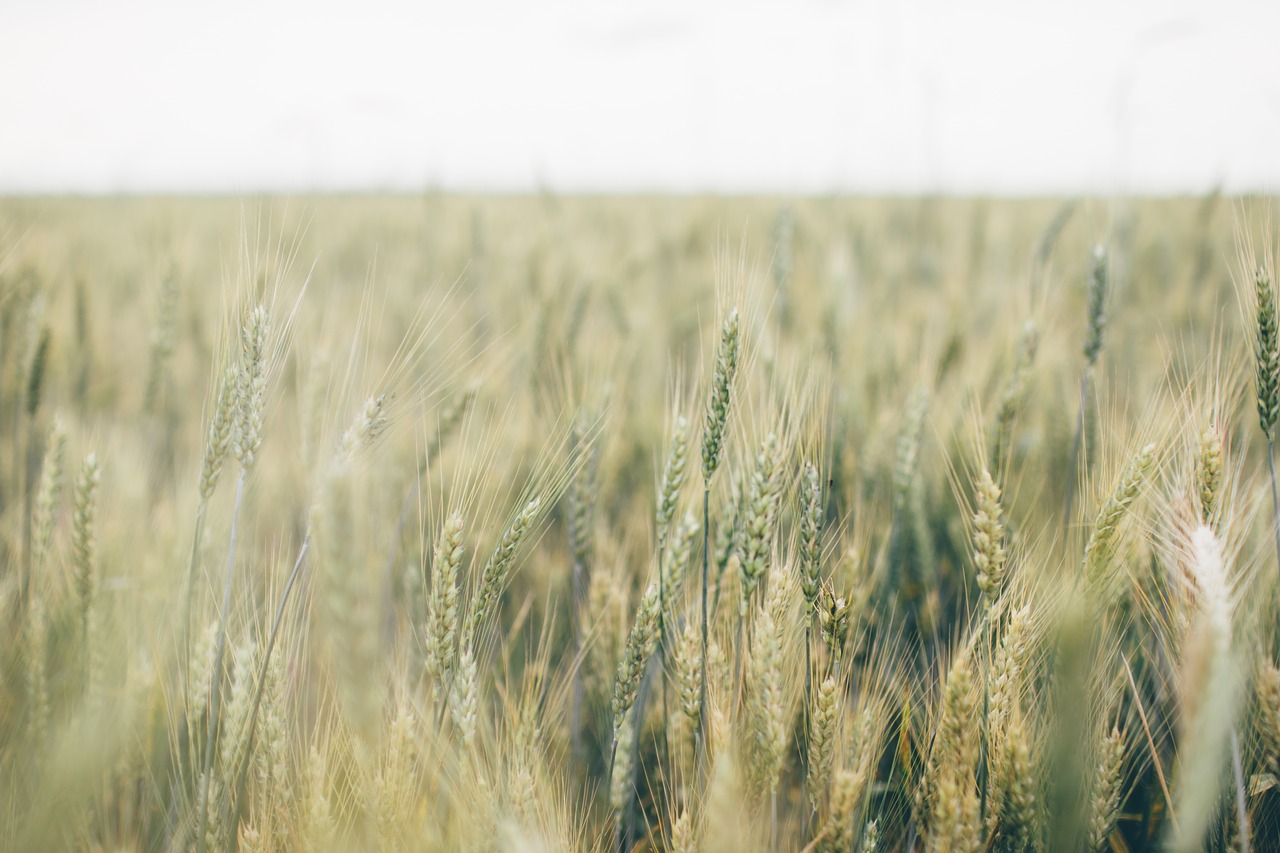 Image - farm field grain rural wheat