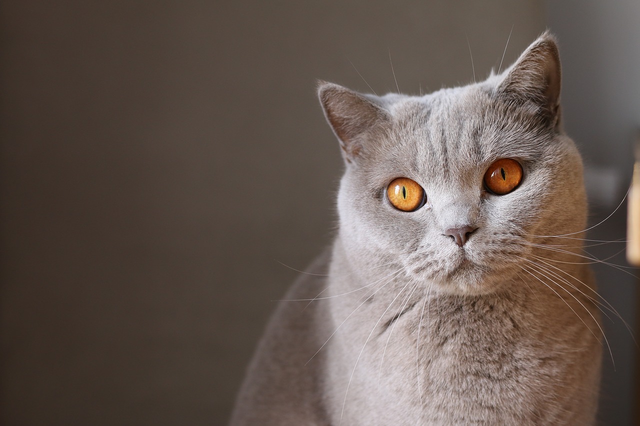 Image - animal cat close up cute feline