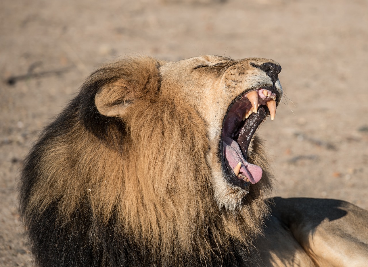 Image - animal big cat close up lion