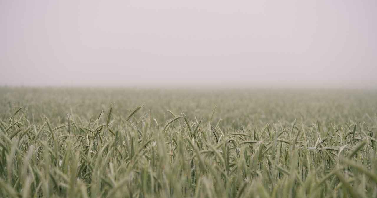 Image - farm field grain grass nature