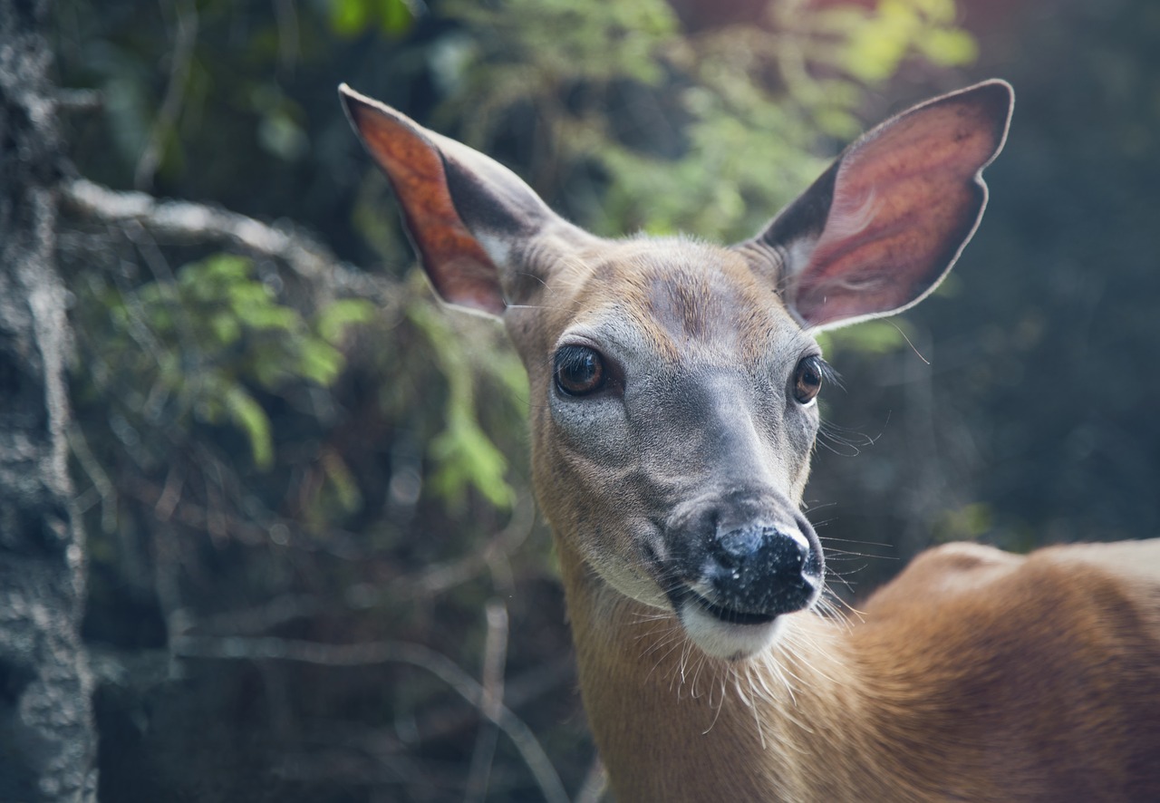 Image - animal deer macro nature wildlife