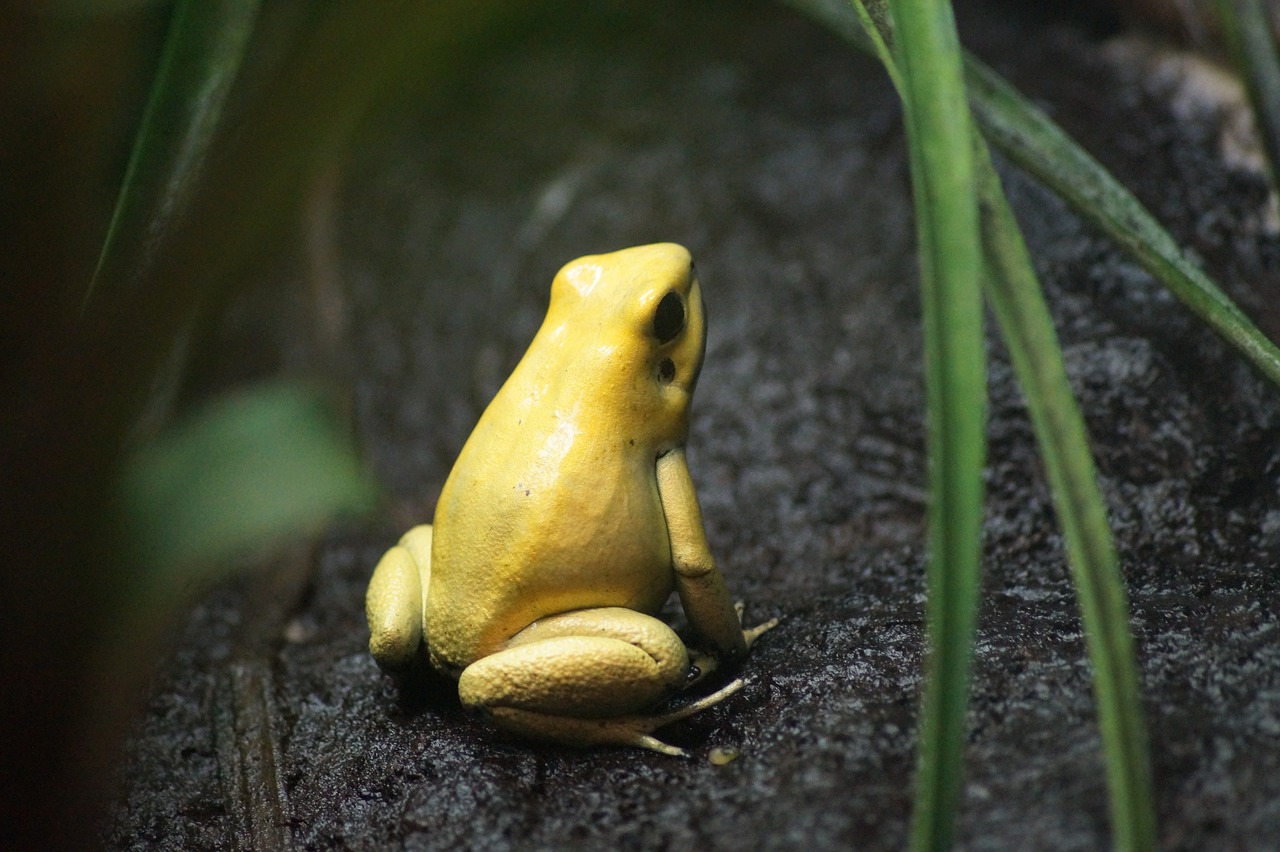 Image - amphibian animal frog outdoors