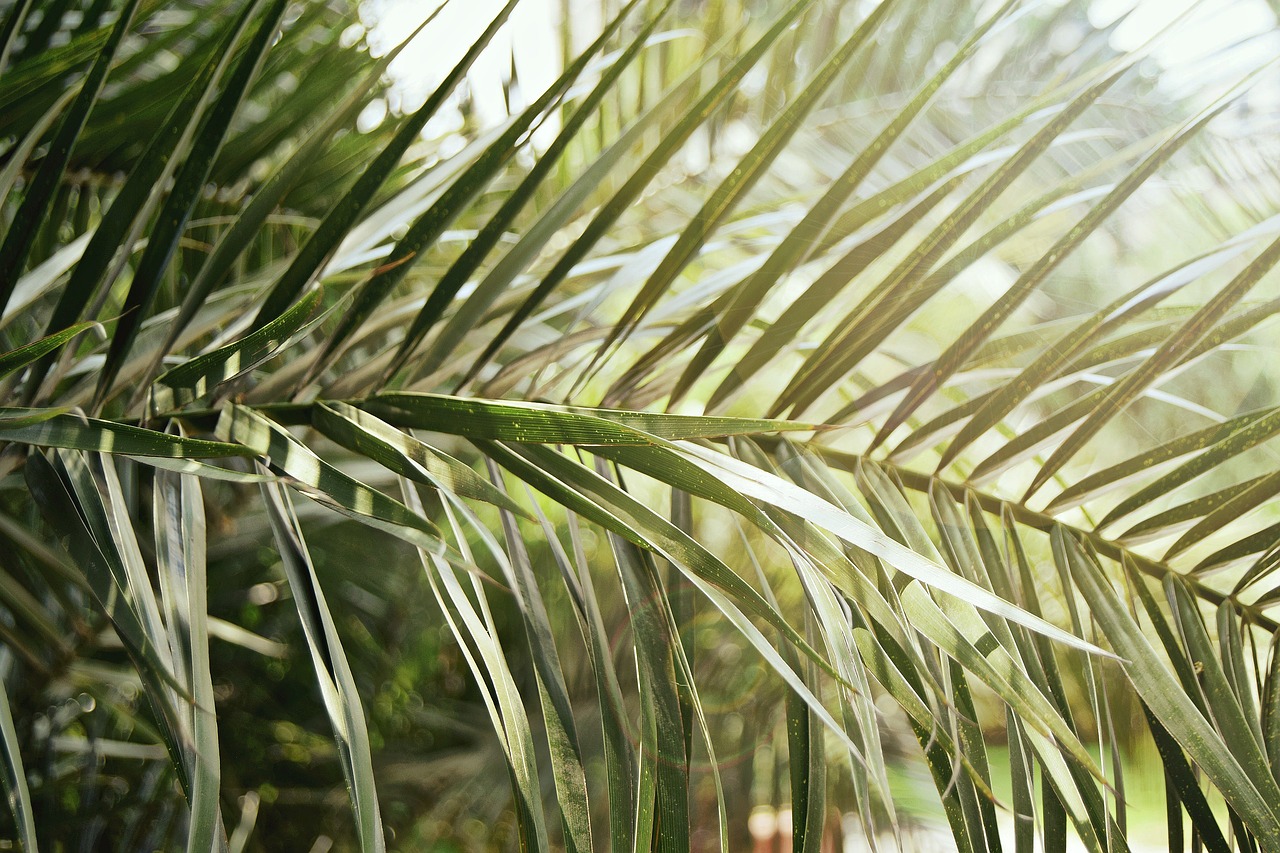 Image - blur branch close up evergreen