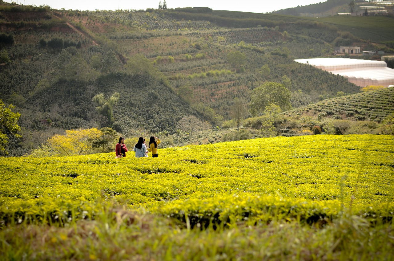 Image - countryside field tea