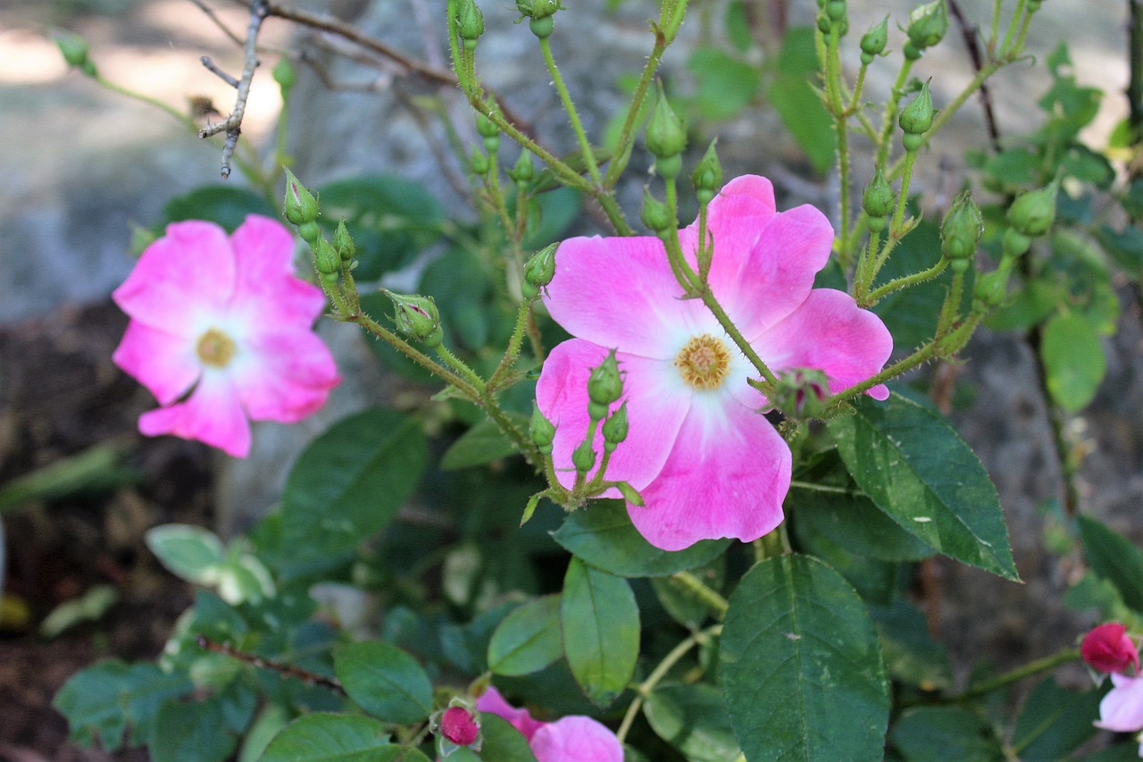 Image - pink rose sea rose
