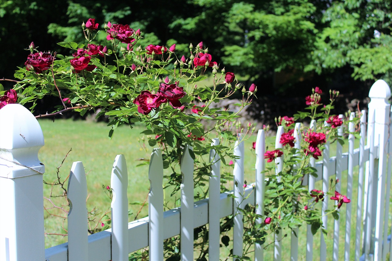 Image - red roses scent of roses white fence