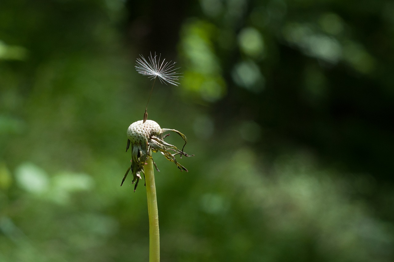 Image - blur close up dandelion