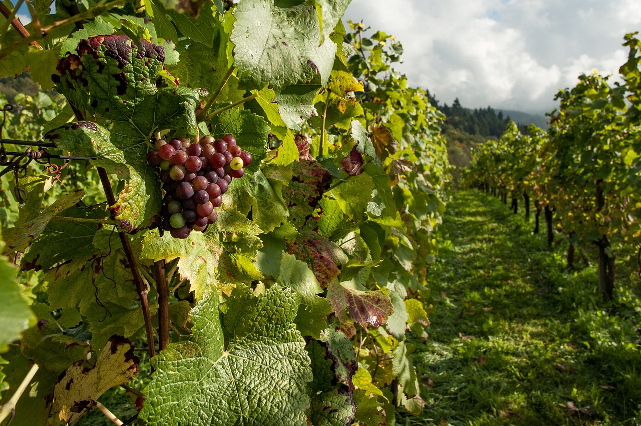 Image - farm fruits grapes grapevines