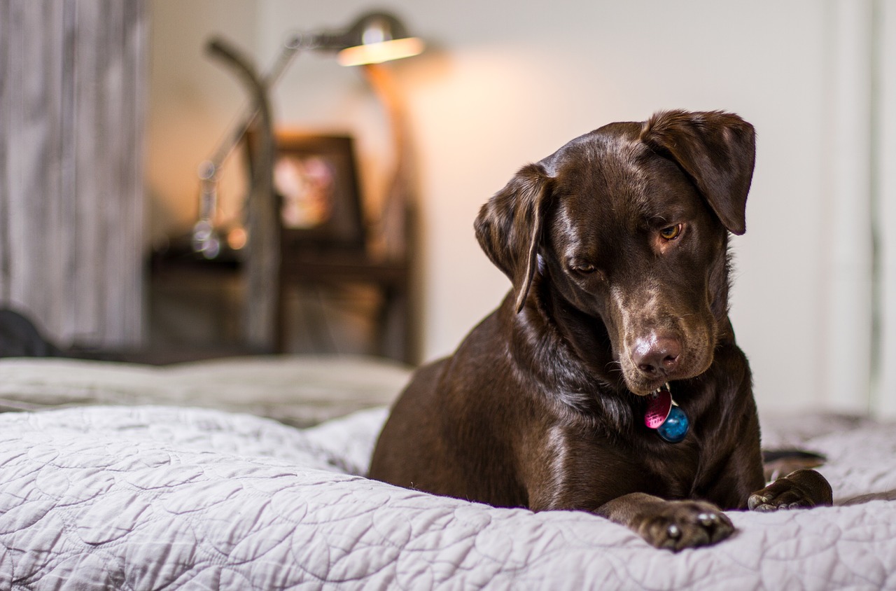 Image - dog puppy bedroom bed comfy