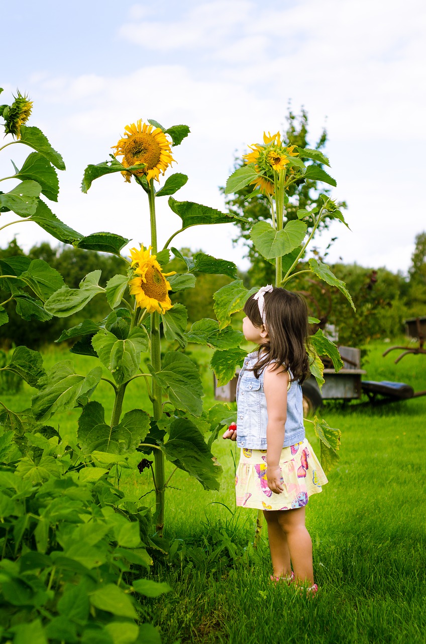 Image - sunflower countryside yellow girl