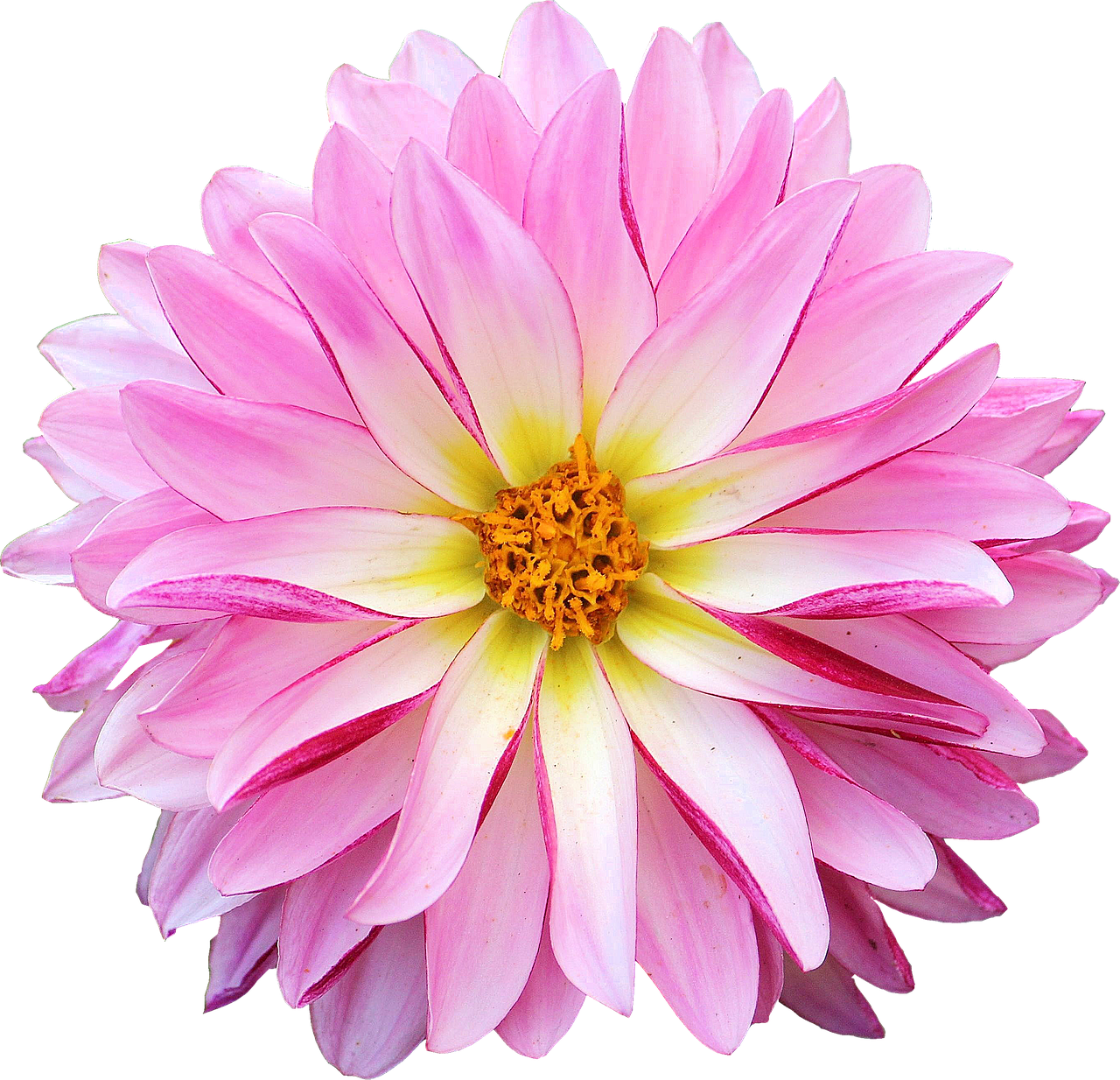 Image - dahlia flower pink yellow