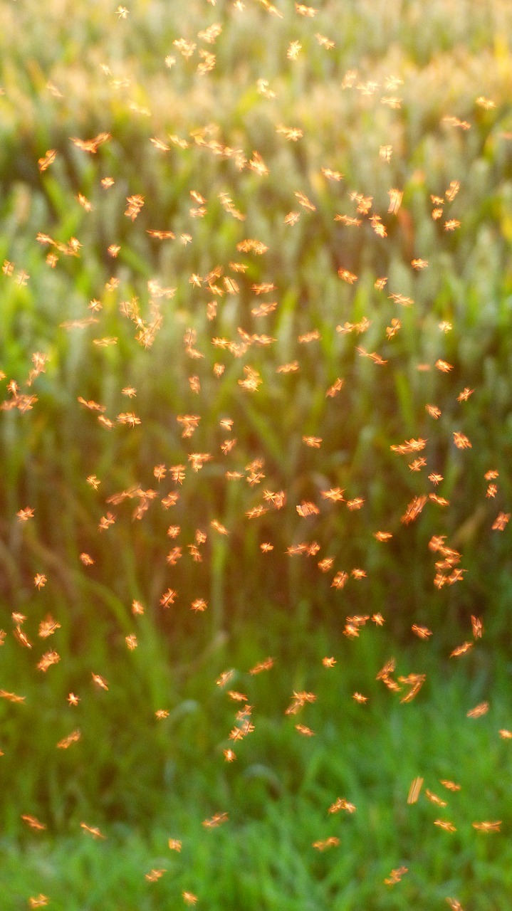 Image - mosquito swarm swarm mosquitoes