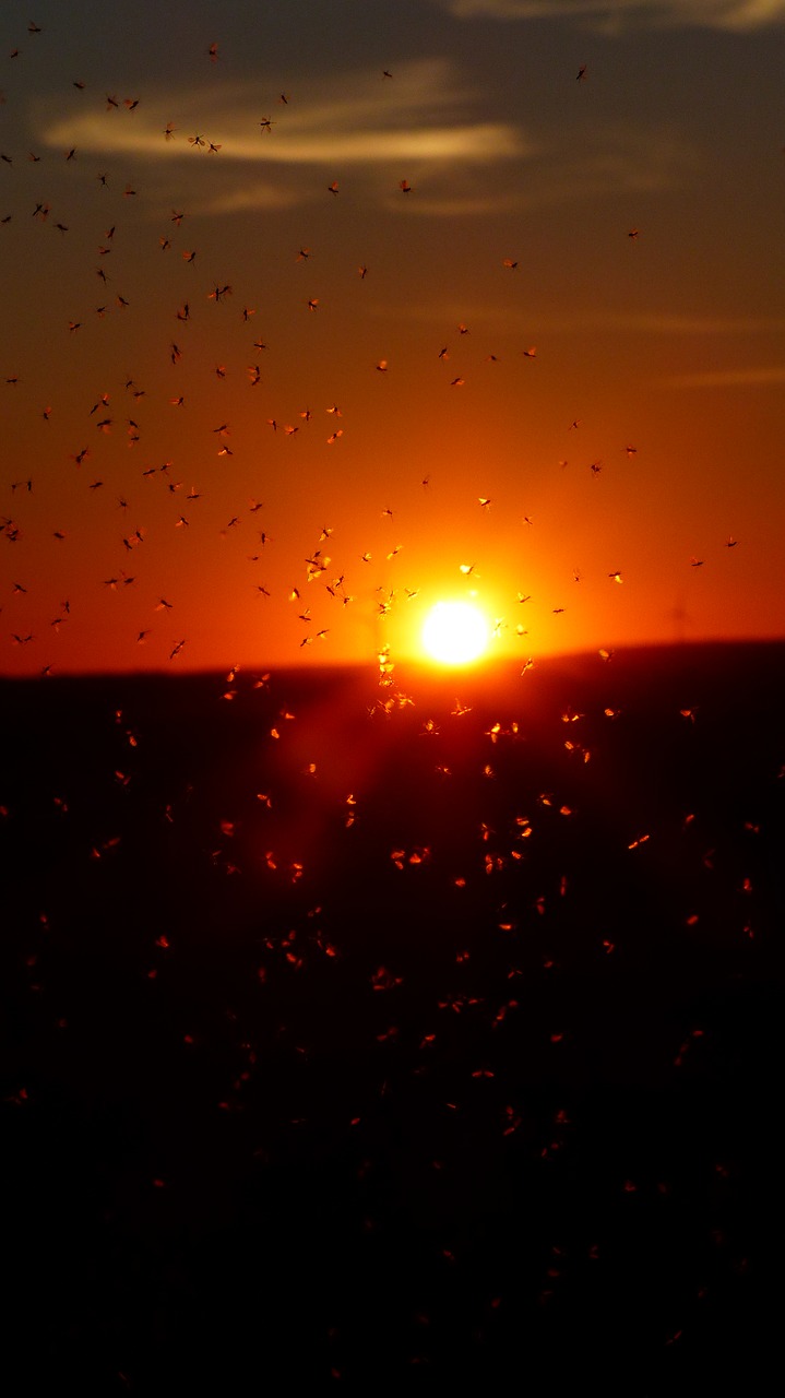 Image - mosquito swarm swarm mosquitoes