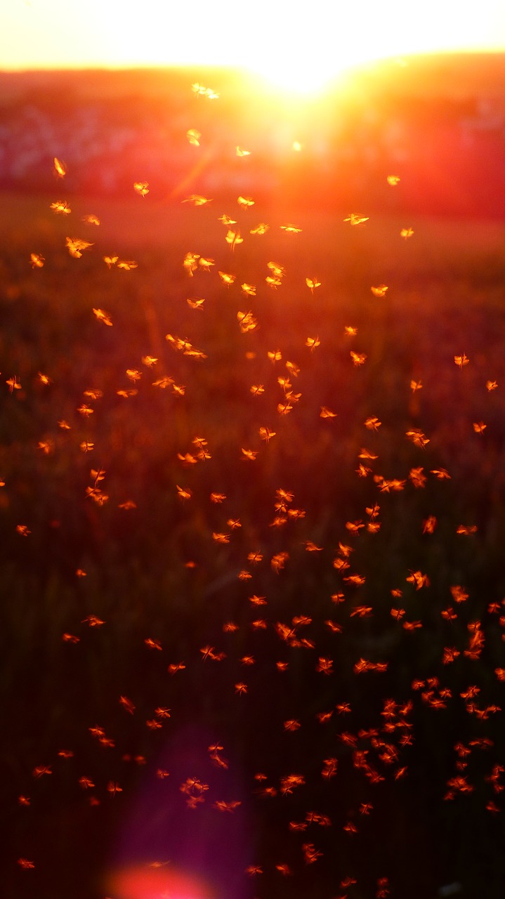 Image - mosquito swarm swarm mosquitoes