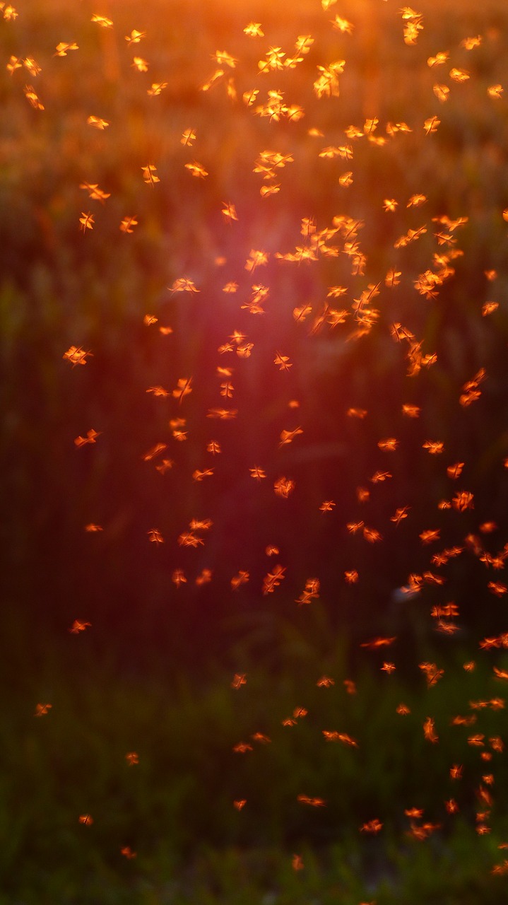 Image - non biting midges chironomidae