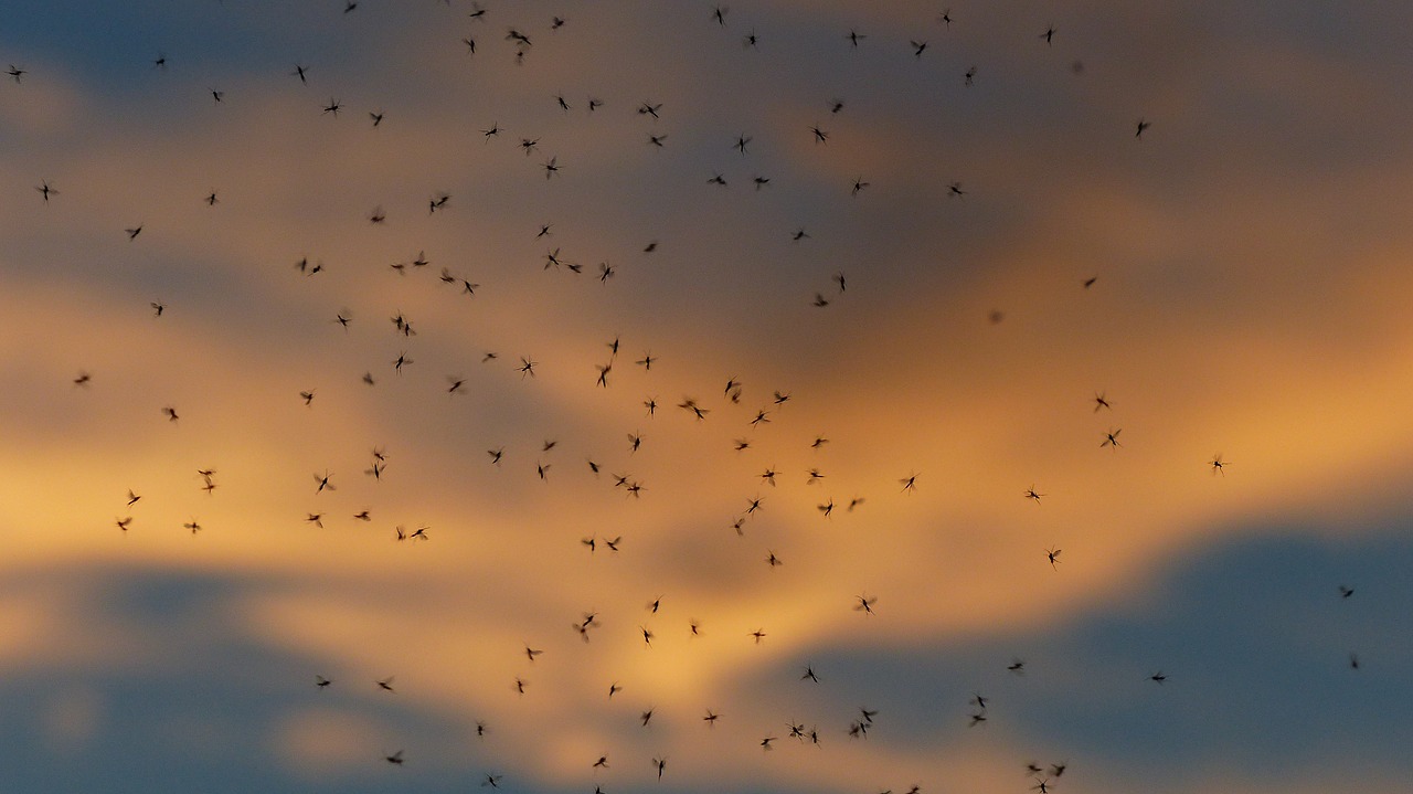Image - dance schools mosquitoes mass