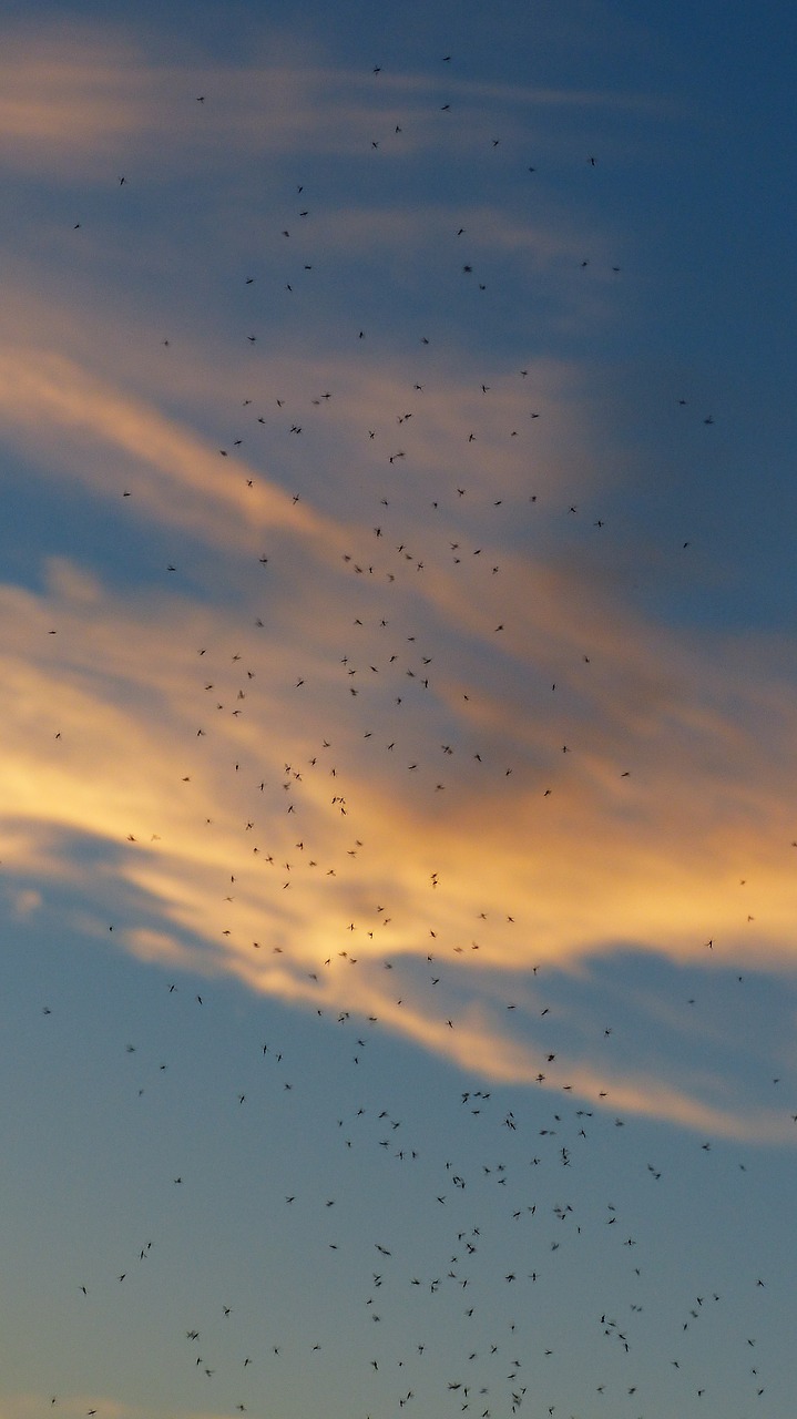 Image - mosquito swarm swarm mosquitoes