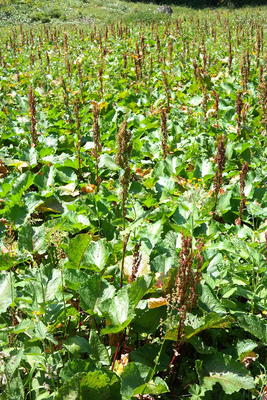 Image - alps damper herb plant