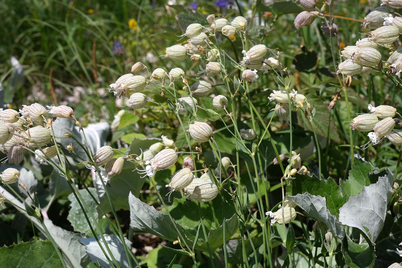 Image - taubenkropf leimkraut flower blossom