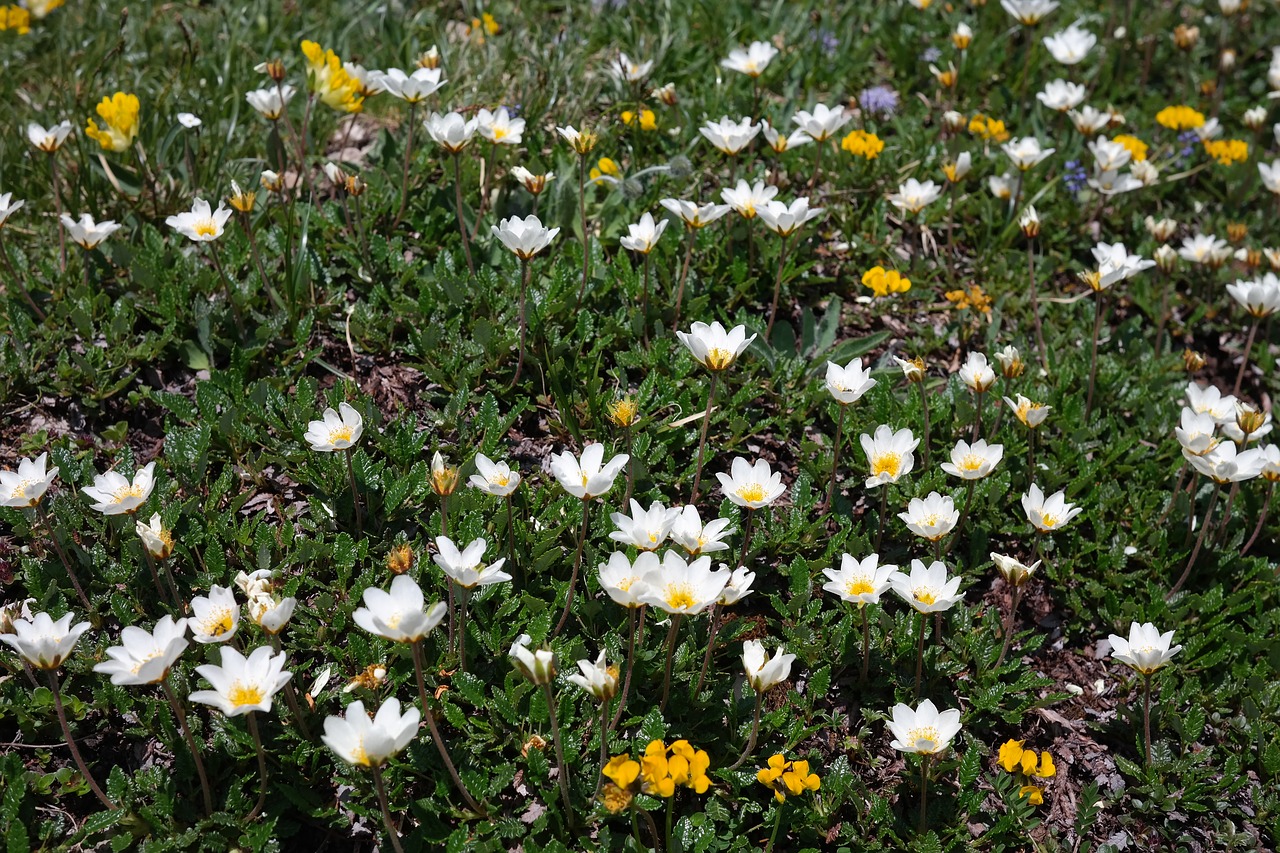 Image - dryas octopetala flower blossom