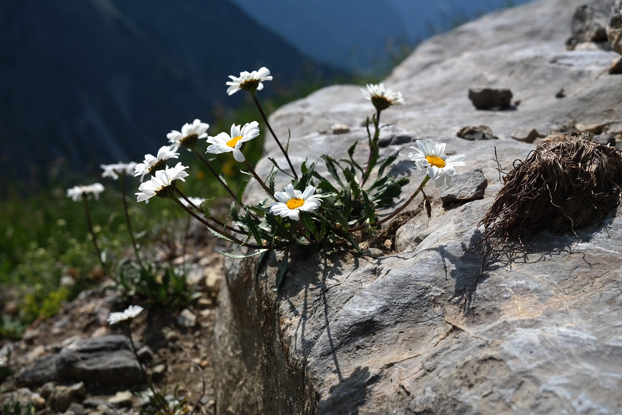 Image - alpenmargerite flower flowers white