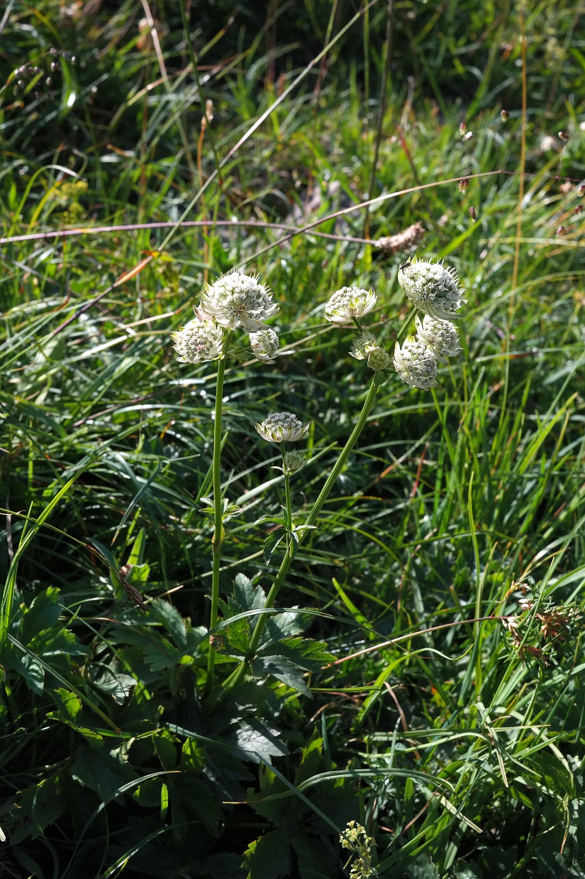 Image - bavarian star umbel flower blossom