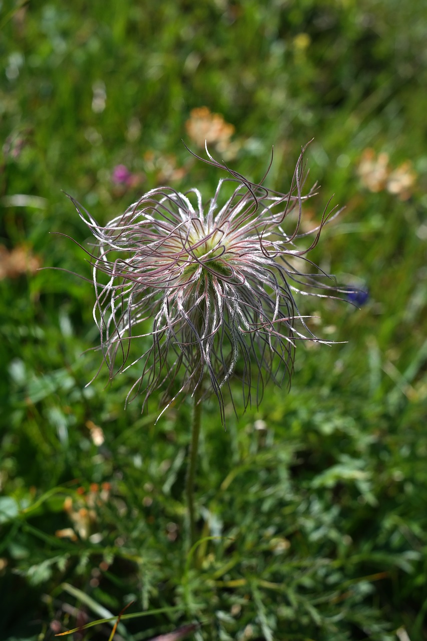Image - alpine pasqueflower faded