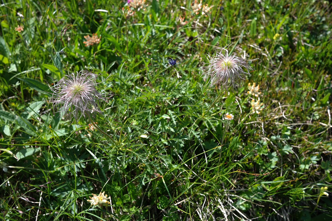 Image - alpine pasqueflower faded