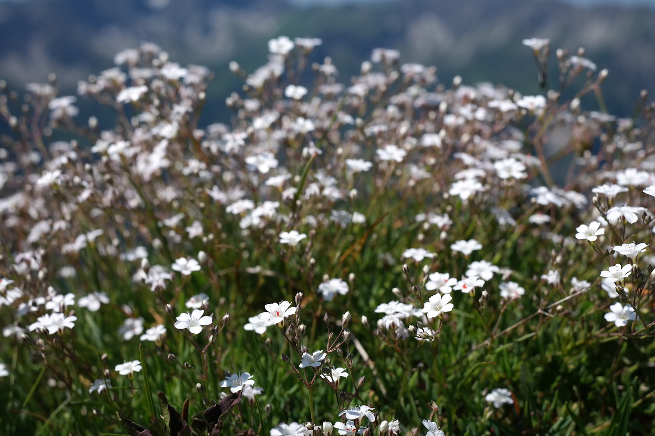 Image - gypsophila repens plant flower
