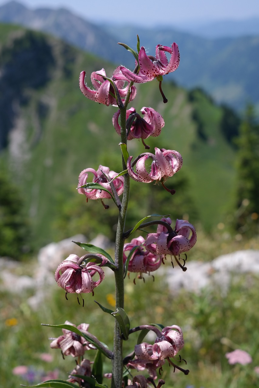 Image - turk s cap lily flower blossom