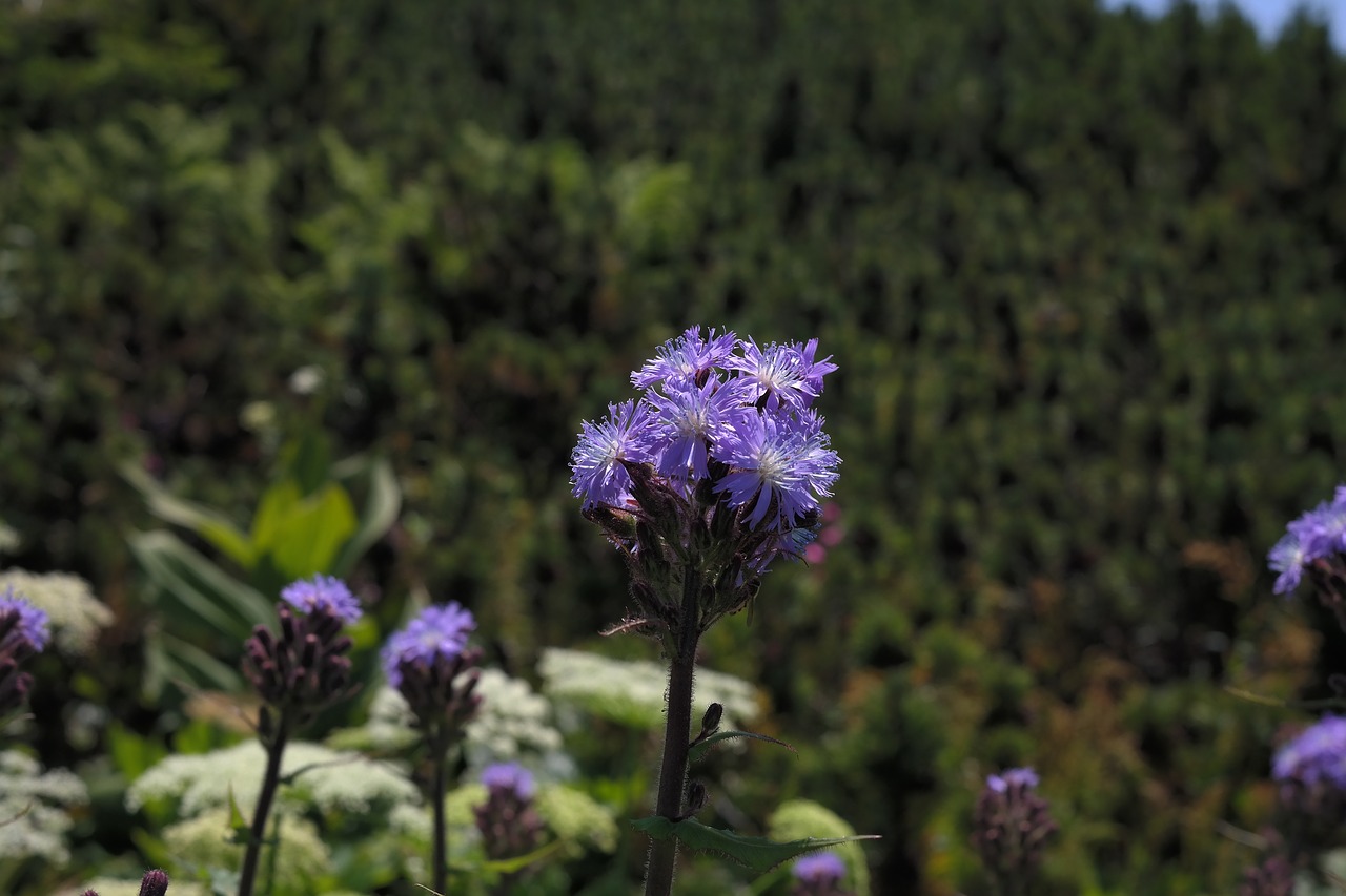 Image - cicerbita alpina flower blossom