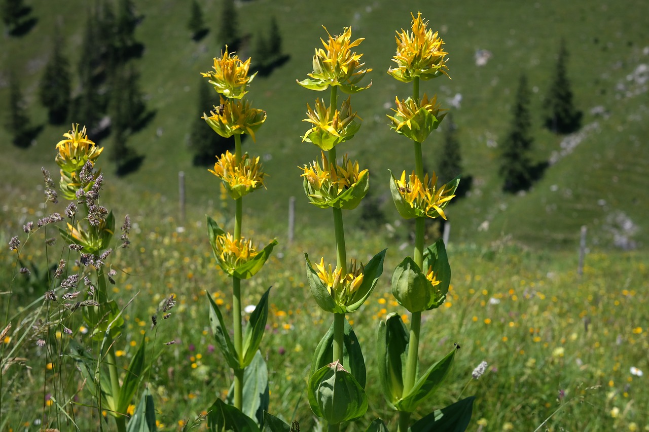 Image - yellow gentian blossom bloom flower