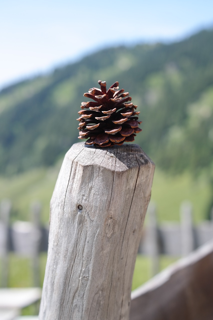 Image - pine cones tap strobilus