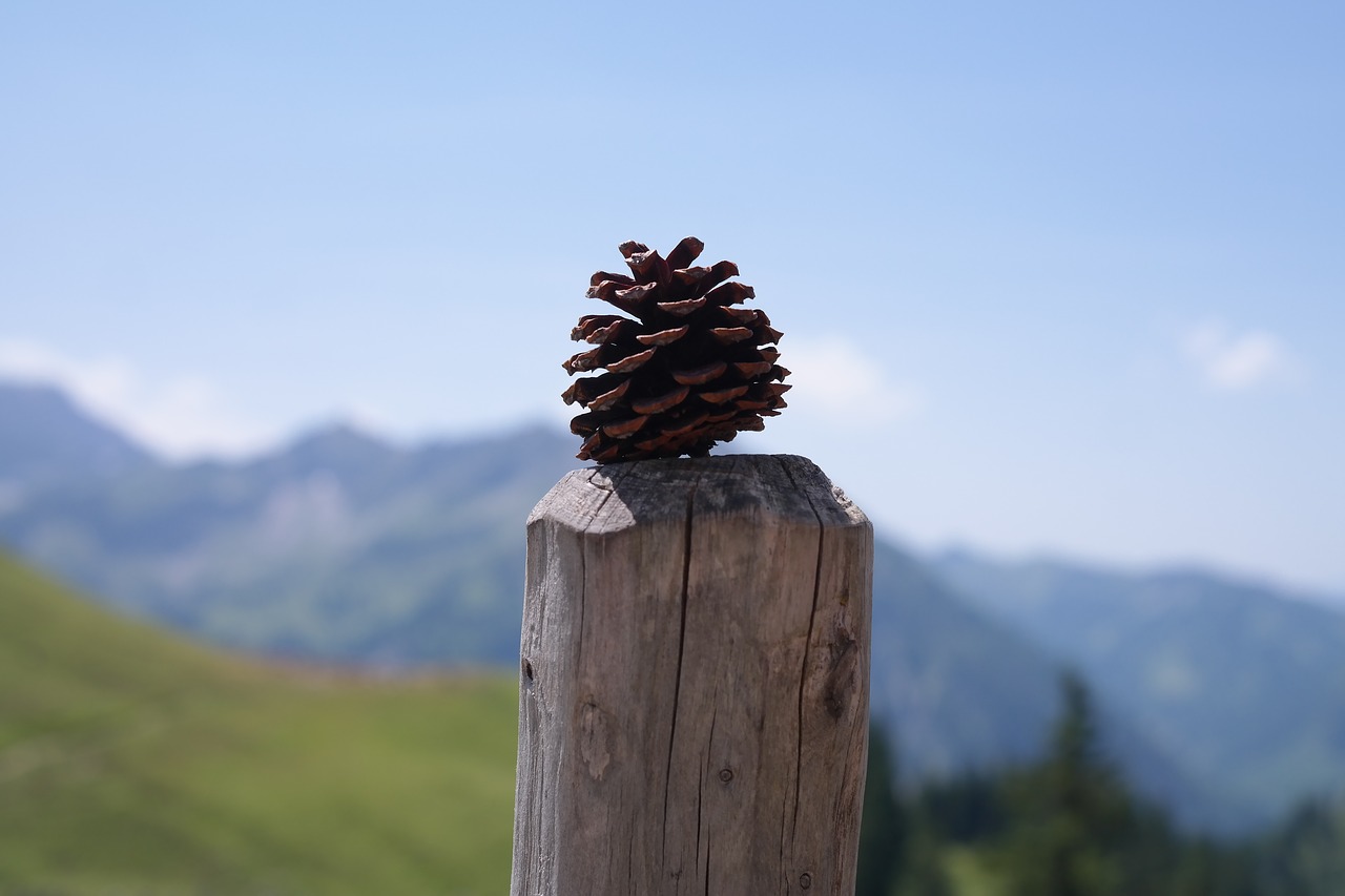 Image - pine cones tap strobilus