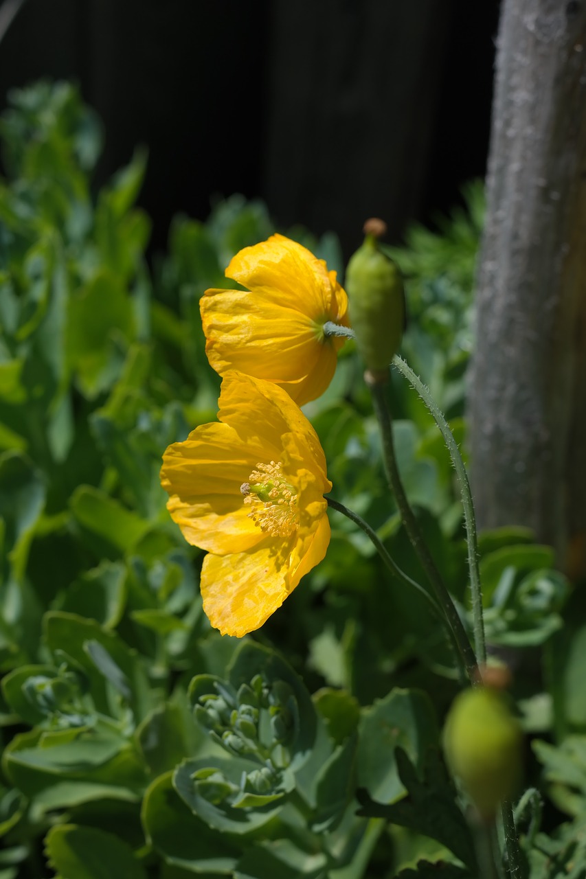 Image - iceland poppy flower blossom bloom