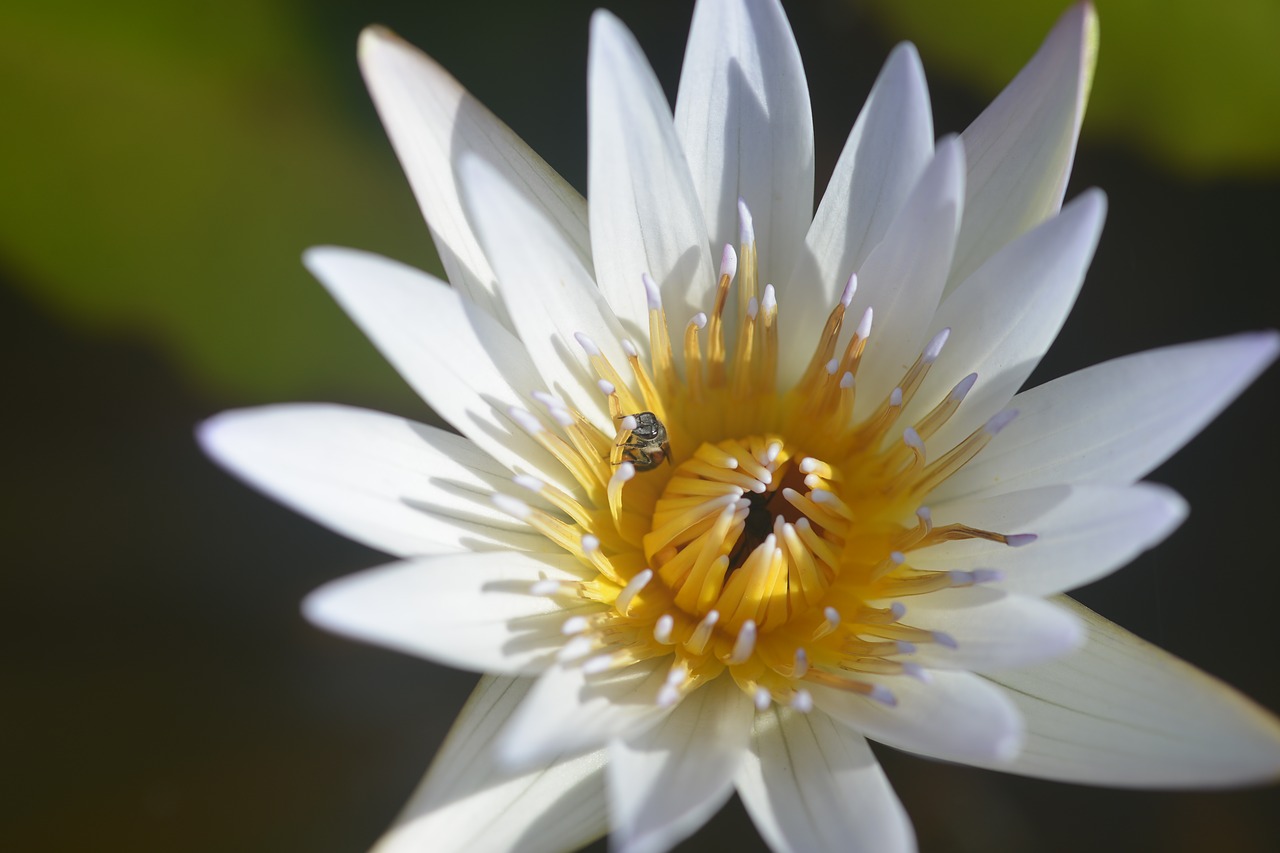 Image - lotus bee insects summer flowers