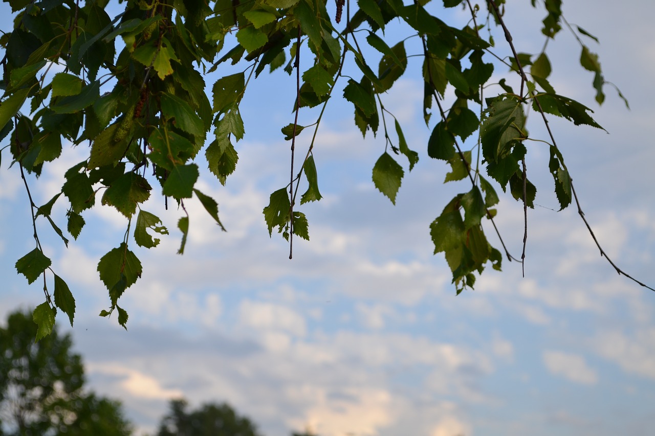 Image - plate sky tree
