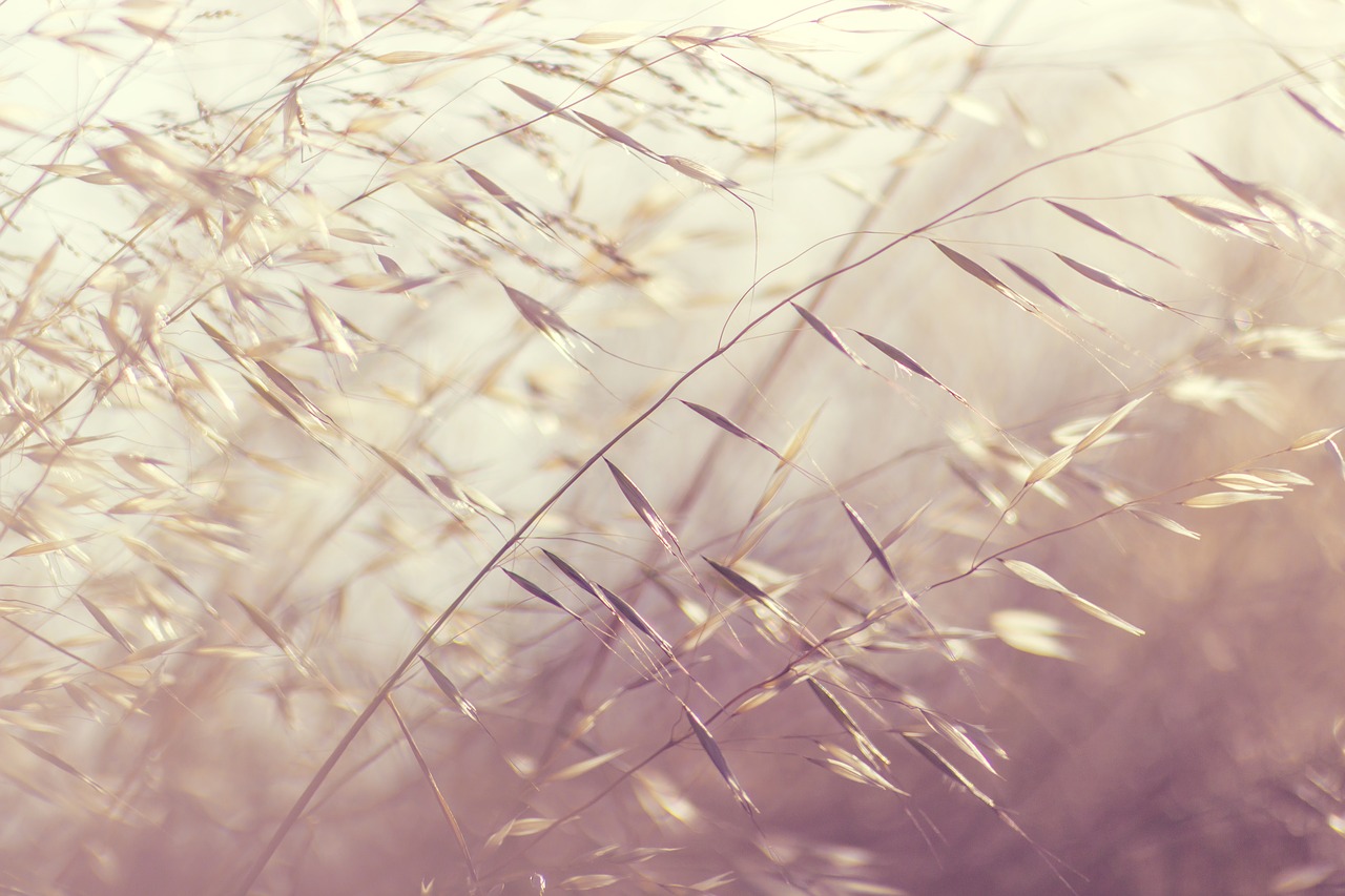 Image - close up depth of field grass