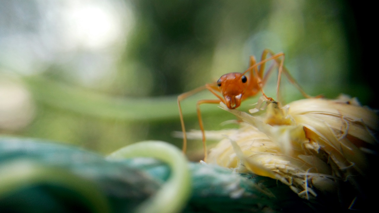 Image - ant macro macro photography