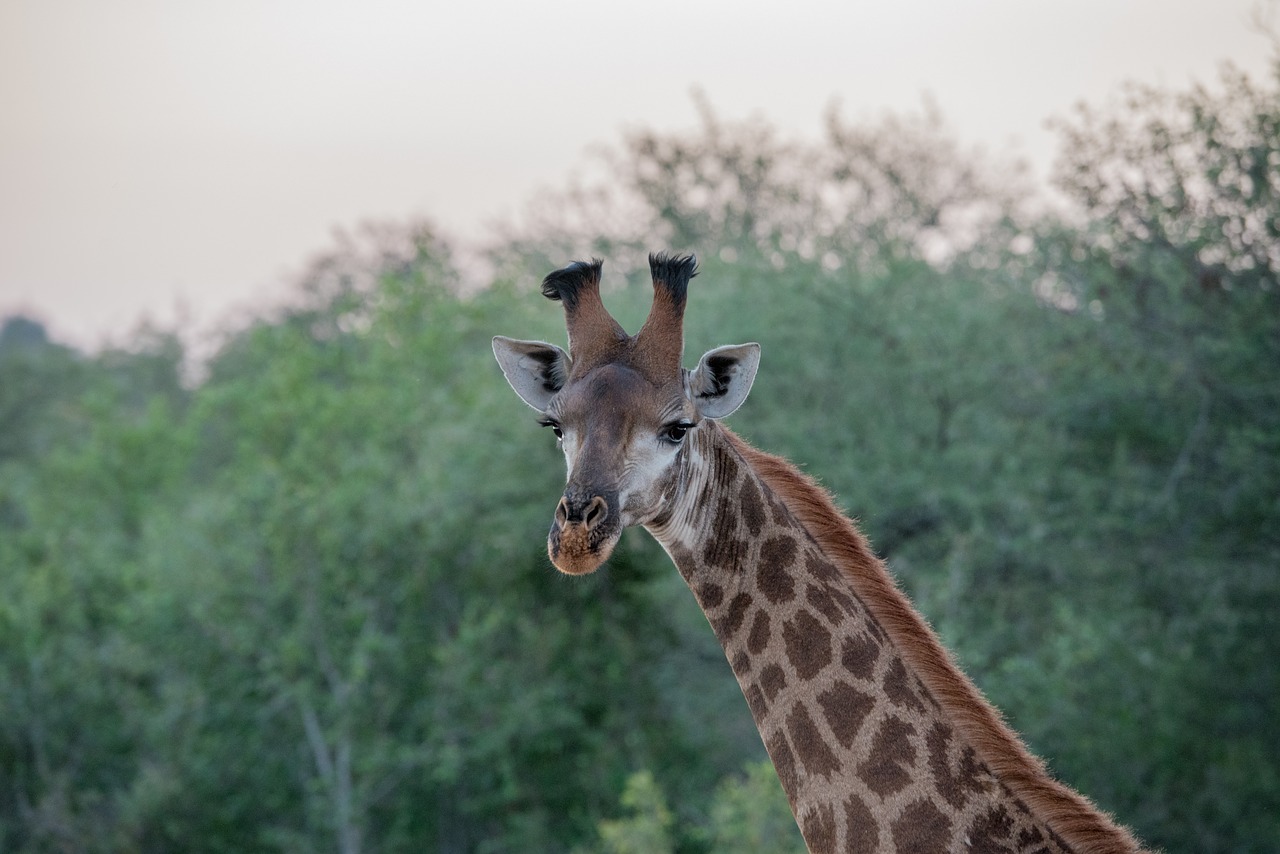 Image - animal animal photography close up