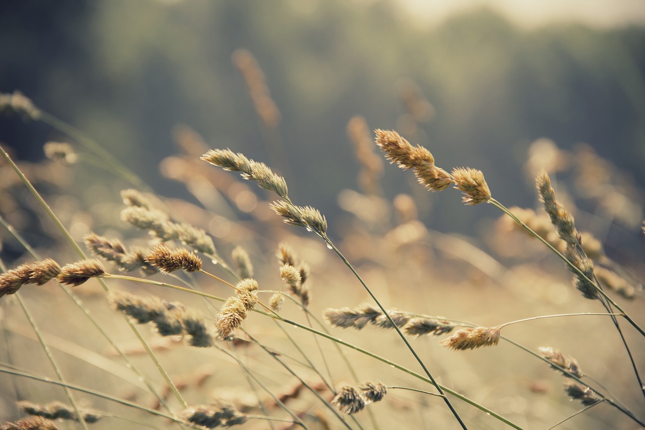 Image - close up field grass nature
