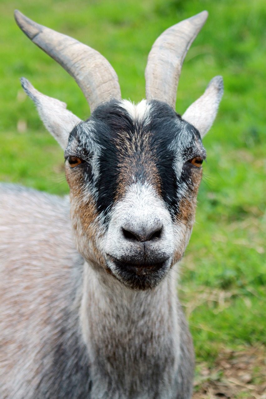 Image - animal close up farm goat horns