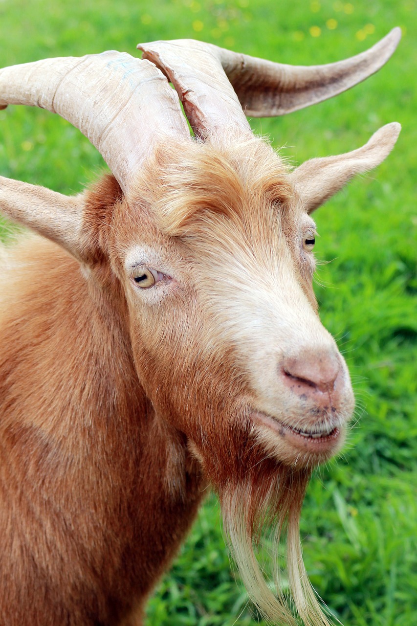 Image - animal close up farm goat horns