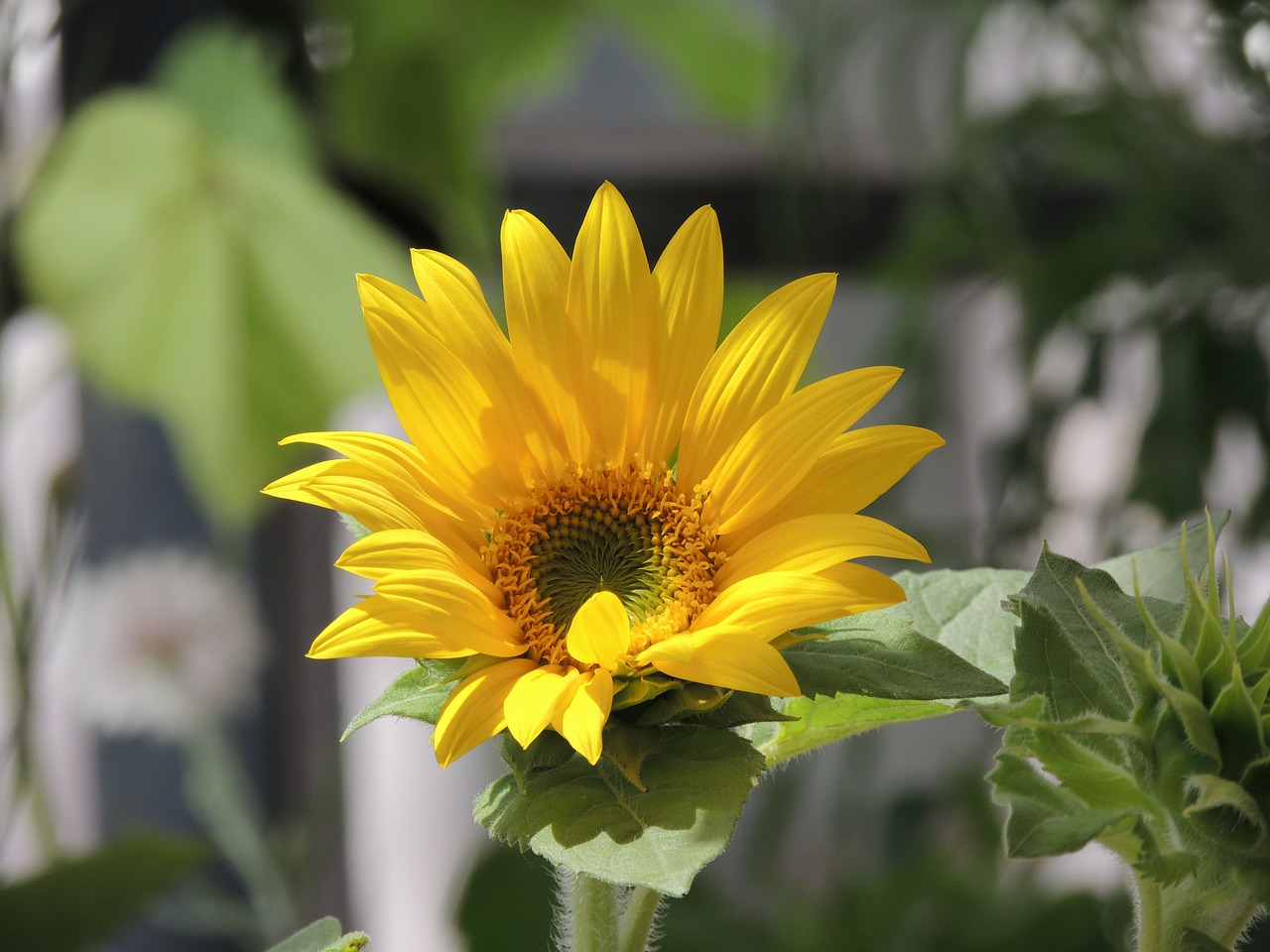 Image - flowers sunflower nature flower