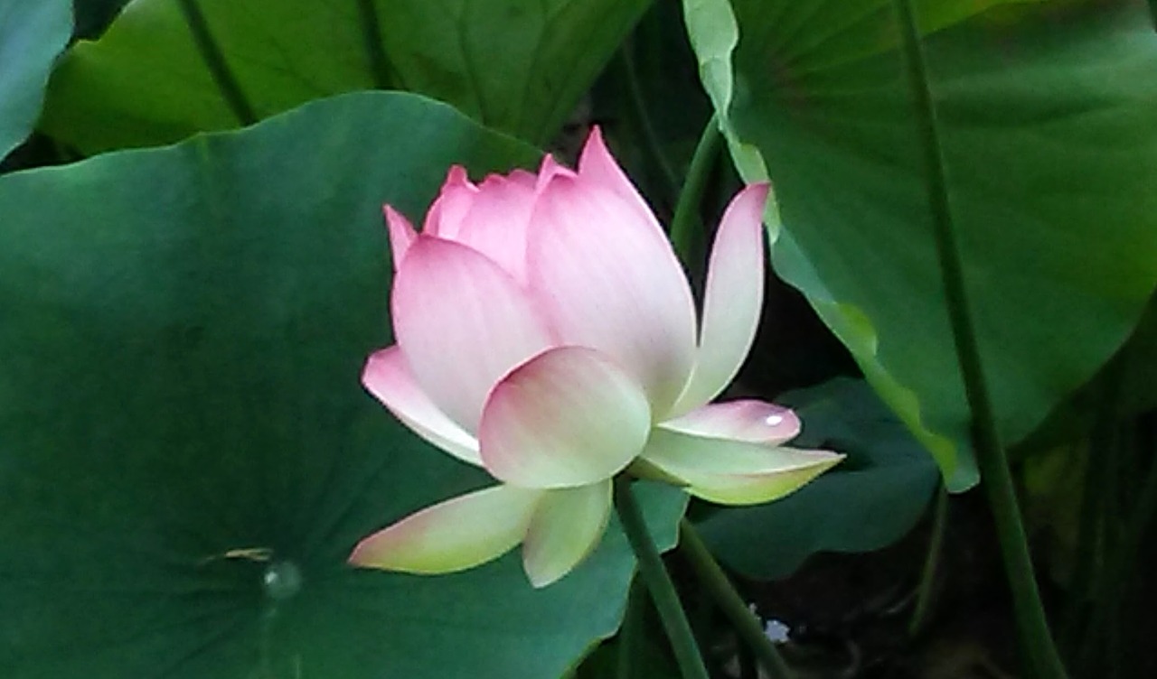 Image - echo park lotus lotus flower