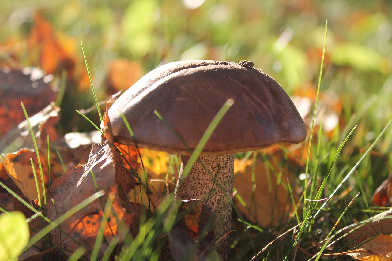 Image - brown mushrooms fall leaves spring