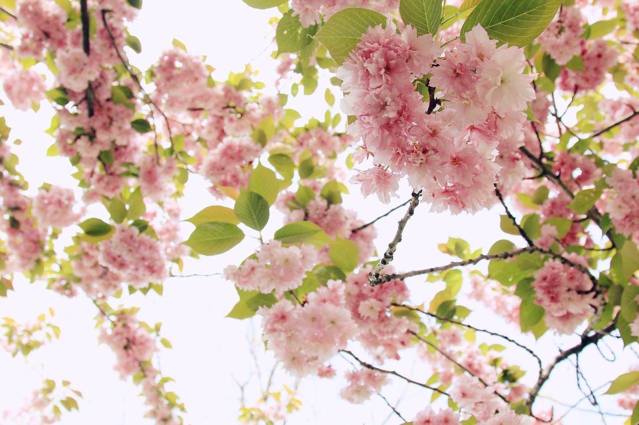 Image - blooming branch bright