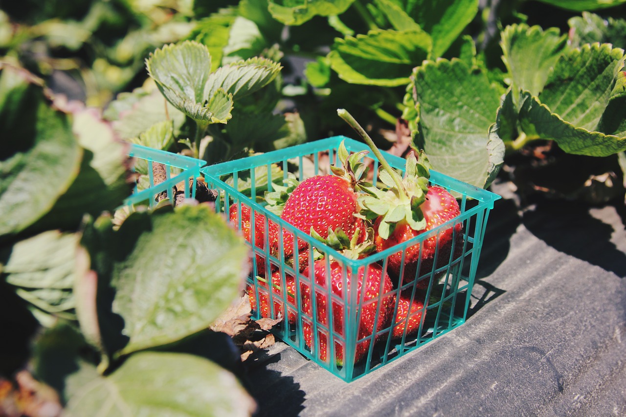 Image - container food fruits leaves red