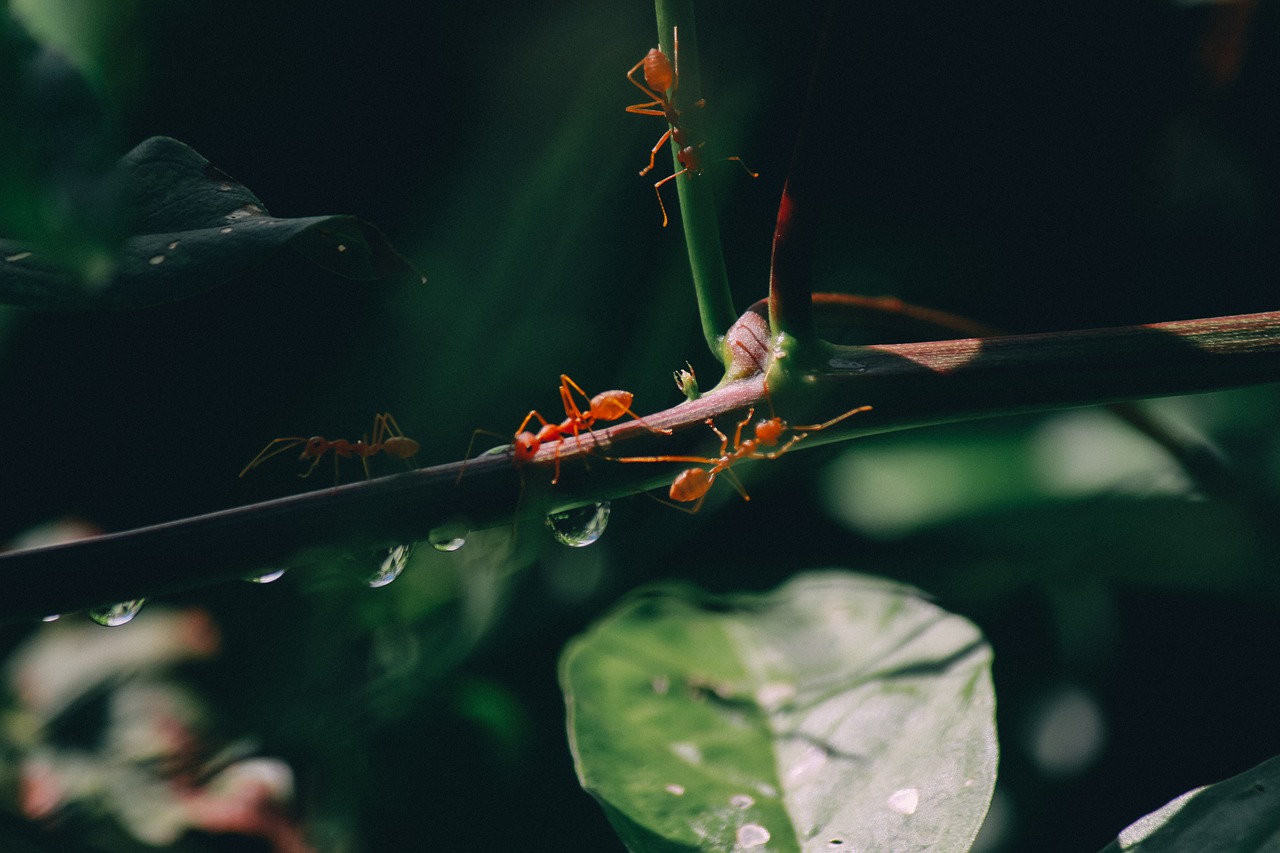Image - nature invertebrate leaves plant