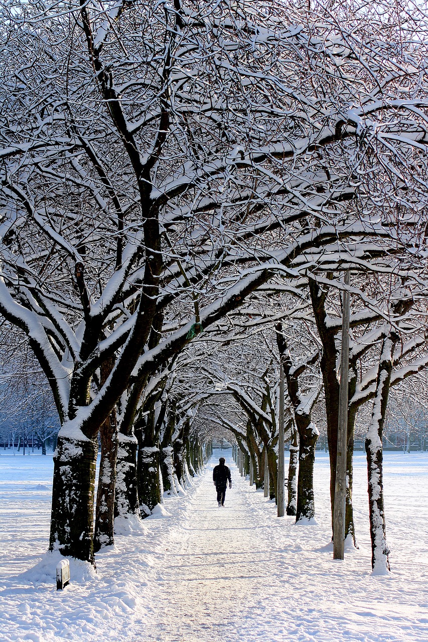Image - alone avenue cold landscape park